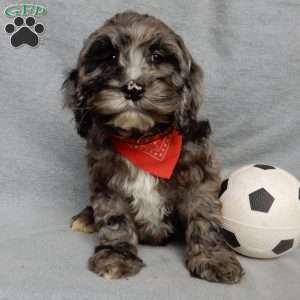 Bentley, Cockapoo Puppy